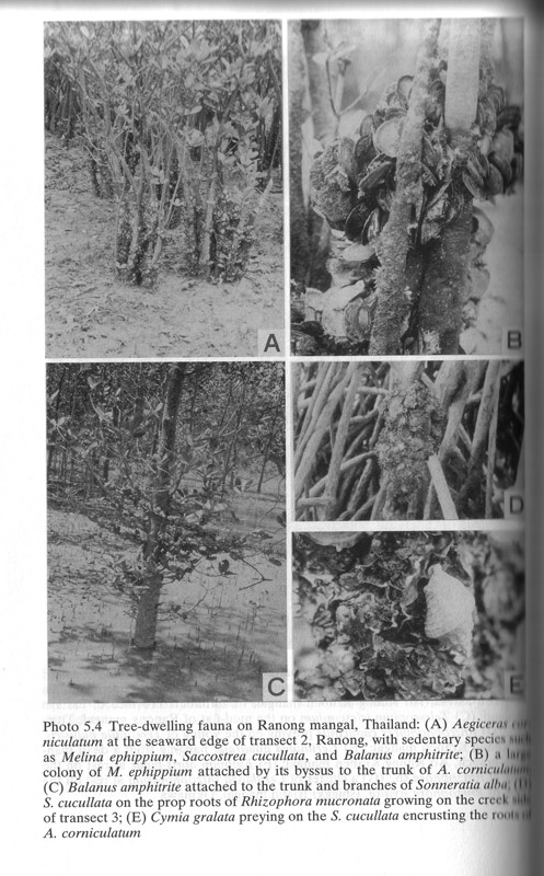 Mangrove Management and Conservation - aus dem Buch